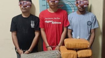 Digerebek Saat Santai Di Rumah, 3 Pria Tak Berkutik –  Satresnarkoba Polres Agara Temukan Ganja Belasan  Kilo